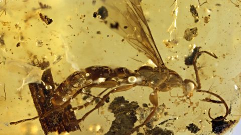 Bernstein mit Fossil