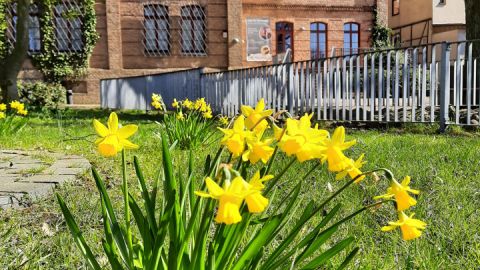Frühling im Museumsgarten - Müritzeum
