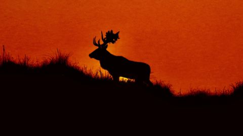 Hirsch vor Abendrot