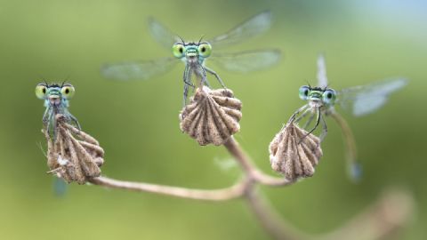 Kleinlibellen