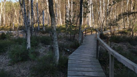 Moorsteg an den Wienpietschseen