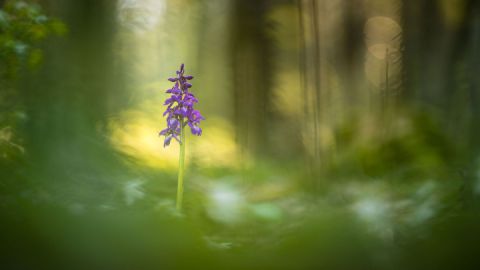 Im Wald versteckt