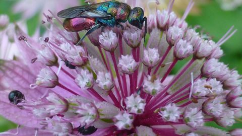 Artenvielfalt im Naturgarten