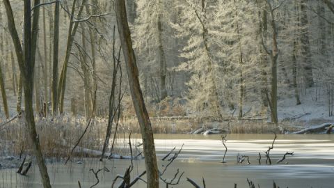 Das Landschaftsbild Mecklenburg-Vorpommern wie hier im Serrahn wurde maßgeblich durch die letzte Eiszeit geprägt.