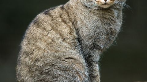 Wieder heimisch an der Müritz? Das soll ein Monitoringvorhaben von Nationalpark und BUND herausfinden.