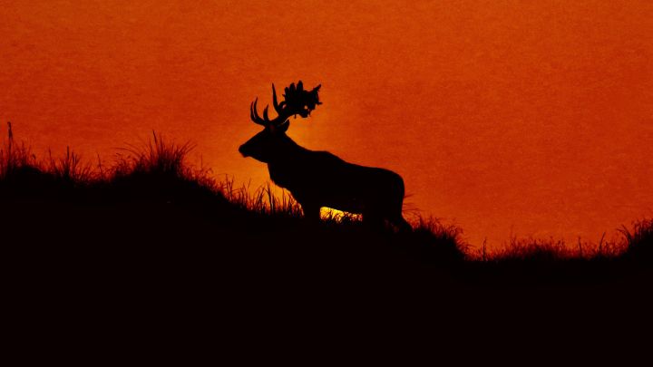 Hirsch vor Abendrot