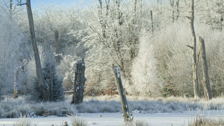 Das Landschaftsbild Mecklenburg-Vorpommern wie hier im Serrahn wurde maßgeblich durch die letzte Eiszeit geprägt.