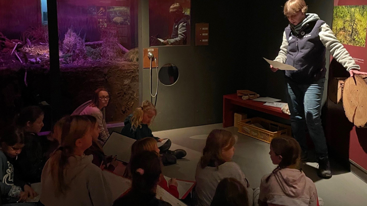 Waldohreulen im Müritzeum