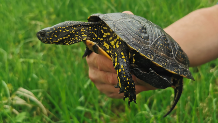 Emys orbicularis - Europäische Sumpfschildkröte