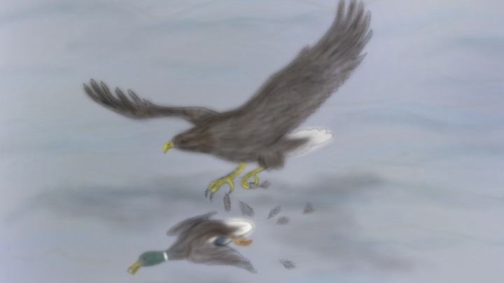 Adler-jagt-Ente_LMKühn_VD