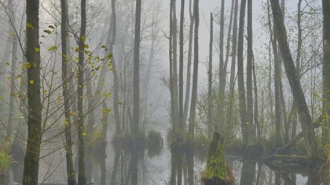 Neue Ausstellung des Naturfotografen Roman Vitt in Serrahn