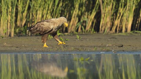 Seeadler