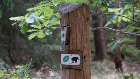 Wanderwege im Nationalpark, wie der Walderlebnispfad, finden sich nun auch auf der Wanderplattform Komoot