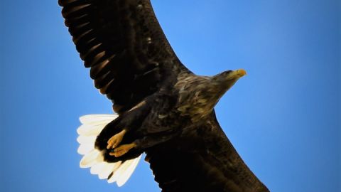 Seeadler1_JoergDollmanski