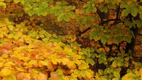 Blattgold im Unesco-Weltnaturerbe