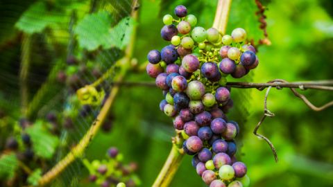 Weingut Schloss Rattey