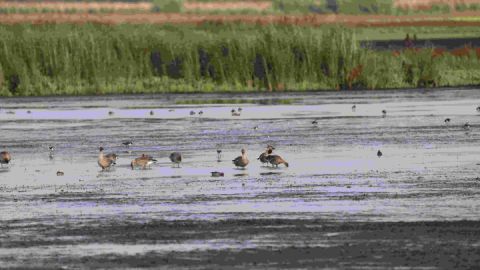 25-05-31 Vogelparadies, GMZ