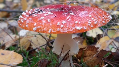 Fliegenpilz - Pilz des Jahres 2022