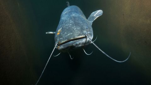 Geheimnisvolle Unterwasserwelt - Europäischer Wels