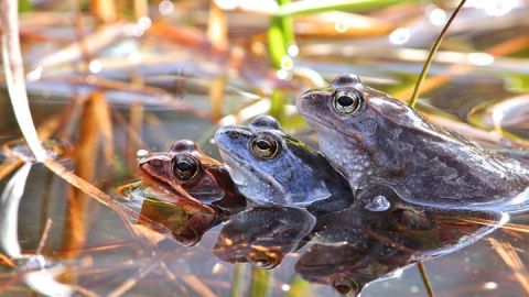 Moorfrösche im UNESCO-Weltnaturerbe Serrahn