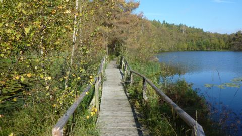 In den Nationalen Naturlandschaften kann man Moore hautnah erleben. Hier der Moorsteg an den Wienpietschseen im Müritz-Nationalpark.