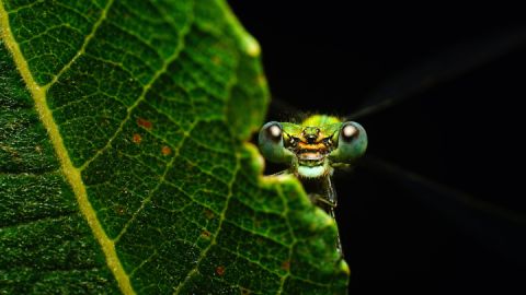 „Facettenreiche Insekten“ - Libelle