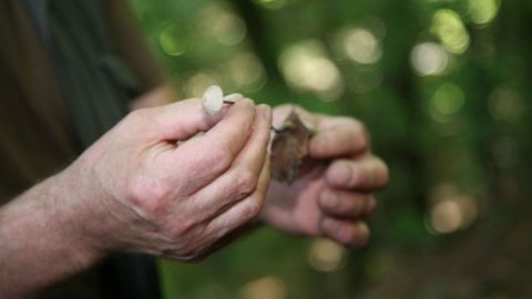 Pilze bei genauerer Betrachtung