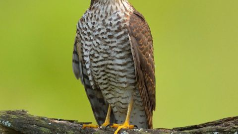 Neue Ausstellung des Naturfotografen Roman Vitt in Serrahn