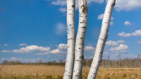 Die Moorbirke ist der Baum des Jahres 2023