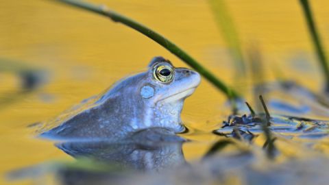 Der Moorfrosch ist eine der vielen einzigartigen Arten, die im Lebensraum Moor vorkommen.