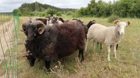 Guteschafe beweiden ab Anfang Juni die Blühwiesen an der Feisneck