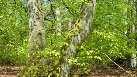 Frühling im Müritz-Nationalpark