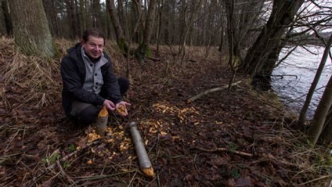 Spuren des Bibers am Seeufer