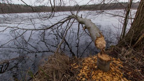 Biber fällt Bäume im Müritz-Nationalpark