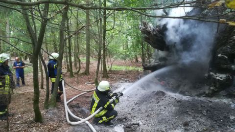 Waldbrandgefahr im Müritz-Nationalpark