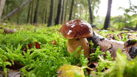 Pilze sammeln im Nationalpark - Steinpilz