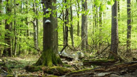 Der Buchenwald im Müritz-Nationalpark zeigt sich derzeit in einem spektakulären frischen Maigrün! 