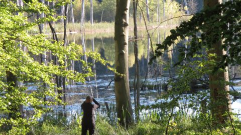 Neues Seminar im Müritz-Nationalpark - "Wildnis erfahren"