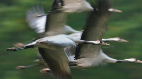 Die Kraniche fliegen ab Mitte August bis Ende Oktober jeden Abend zu den Schlafplätzen im Müritz-Nationalpark