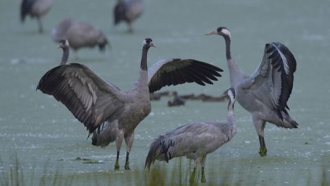 Kraniche im Müritz-Nationalpark