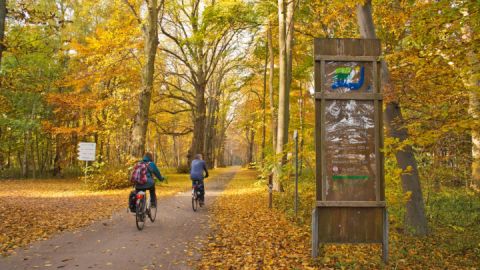 Radfahren im Müritz-Nationalpark