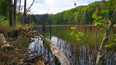 Der Schweingartensee