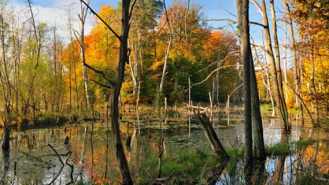 Artenvielfalt am Schweingartensee - Müritz-Nationalpark