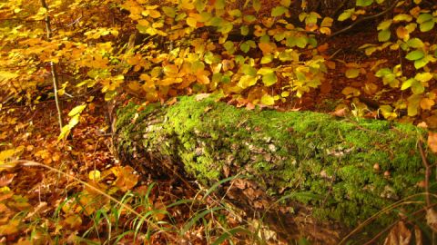 Serrahn im Herbst