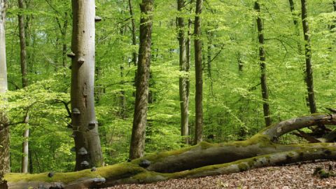 Serrahn im Sommer