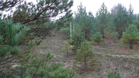 Der Wald erobert sich den ehemaligen Truppenübungsplatz zurück - die weiß-roten Stangen sind Monitoringpunkte