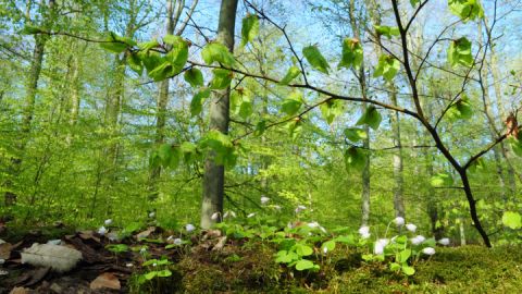 Frühling im Laubwald