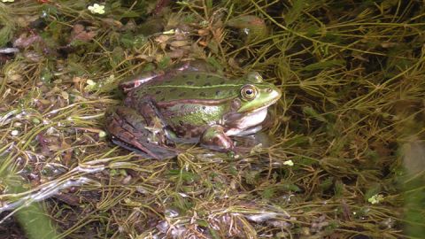 Teichfrosch - Müritz-Nationalpark