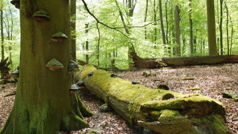 Die Serrahner Buchenwälder bieten eine ganz besondere Atmosphäre 
