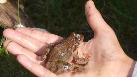 Abendliches Froschkonzert